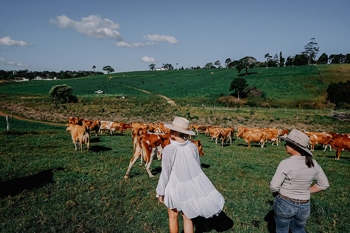 Maleny Dairies