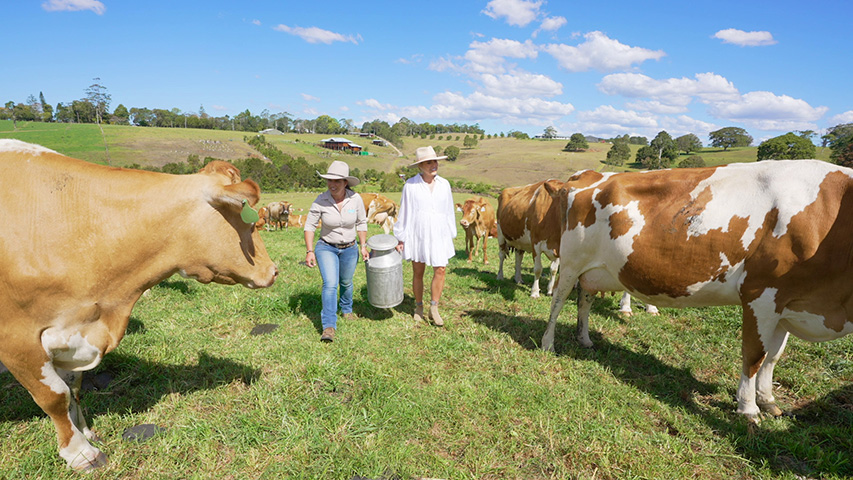 Maleny Dairies